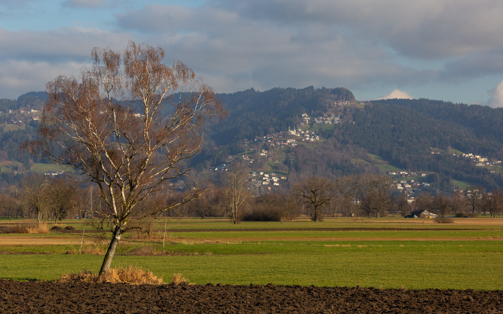 Lauteracherried im Jänner 50